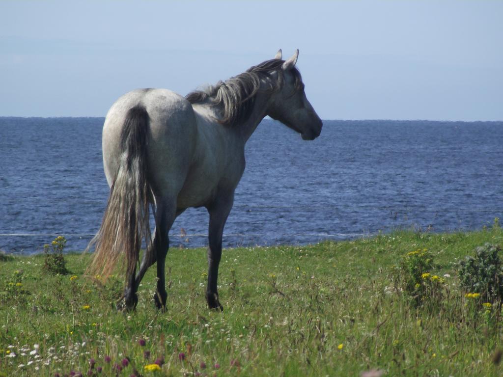 Bed and Breakfast Ocean Sound Easkey Zewnętrze zdjęcie